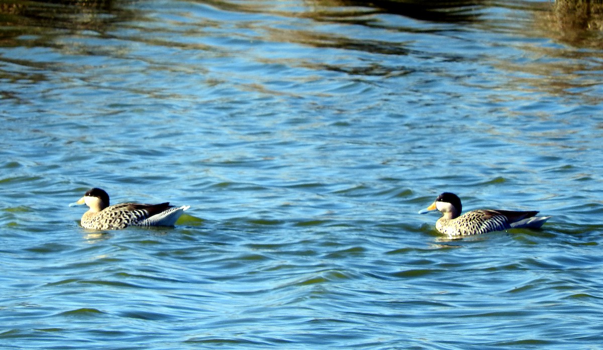 Silver Teal - Diego perez