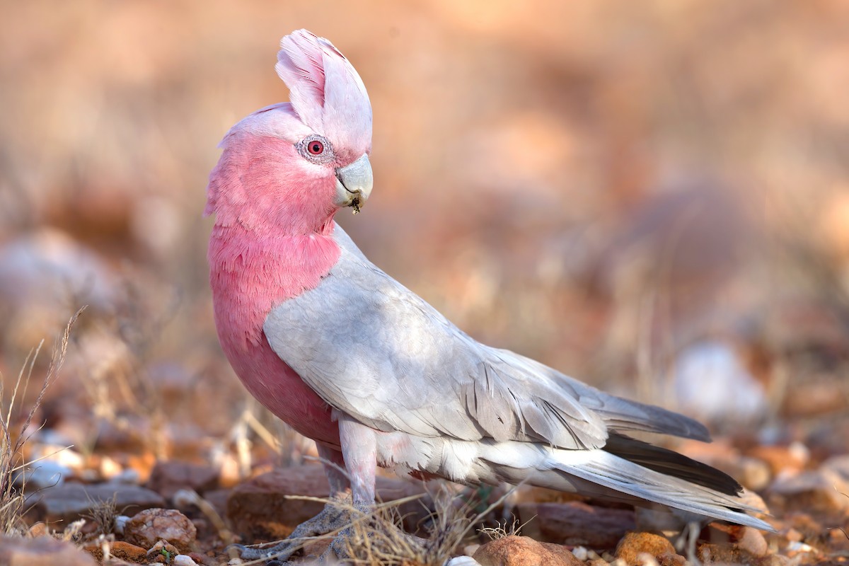 Galah - Mat Gilfedder