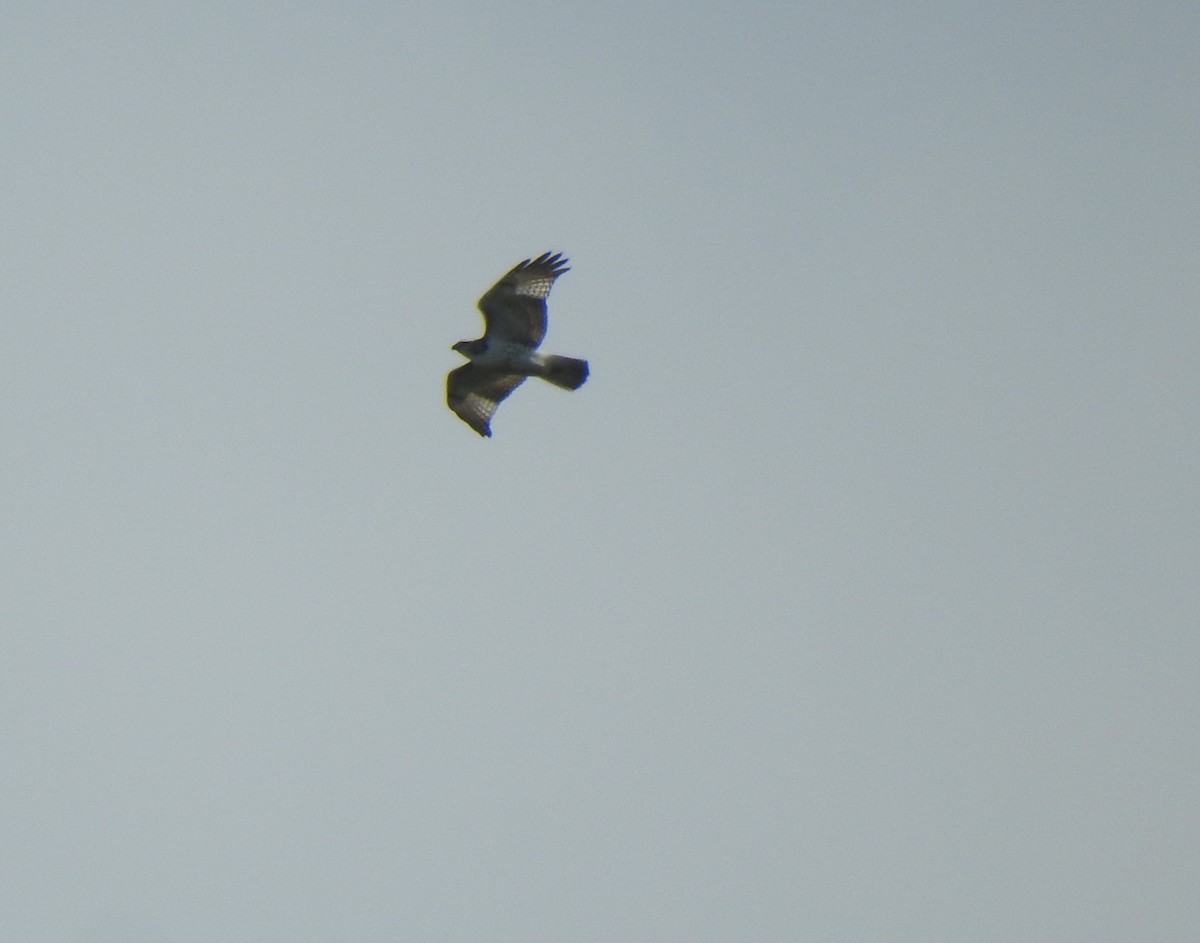 Red-tailed Hawk - Daniel Lane