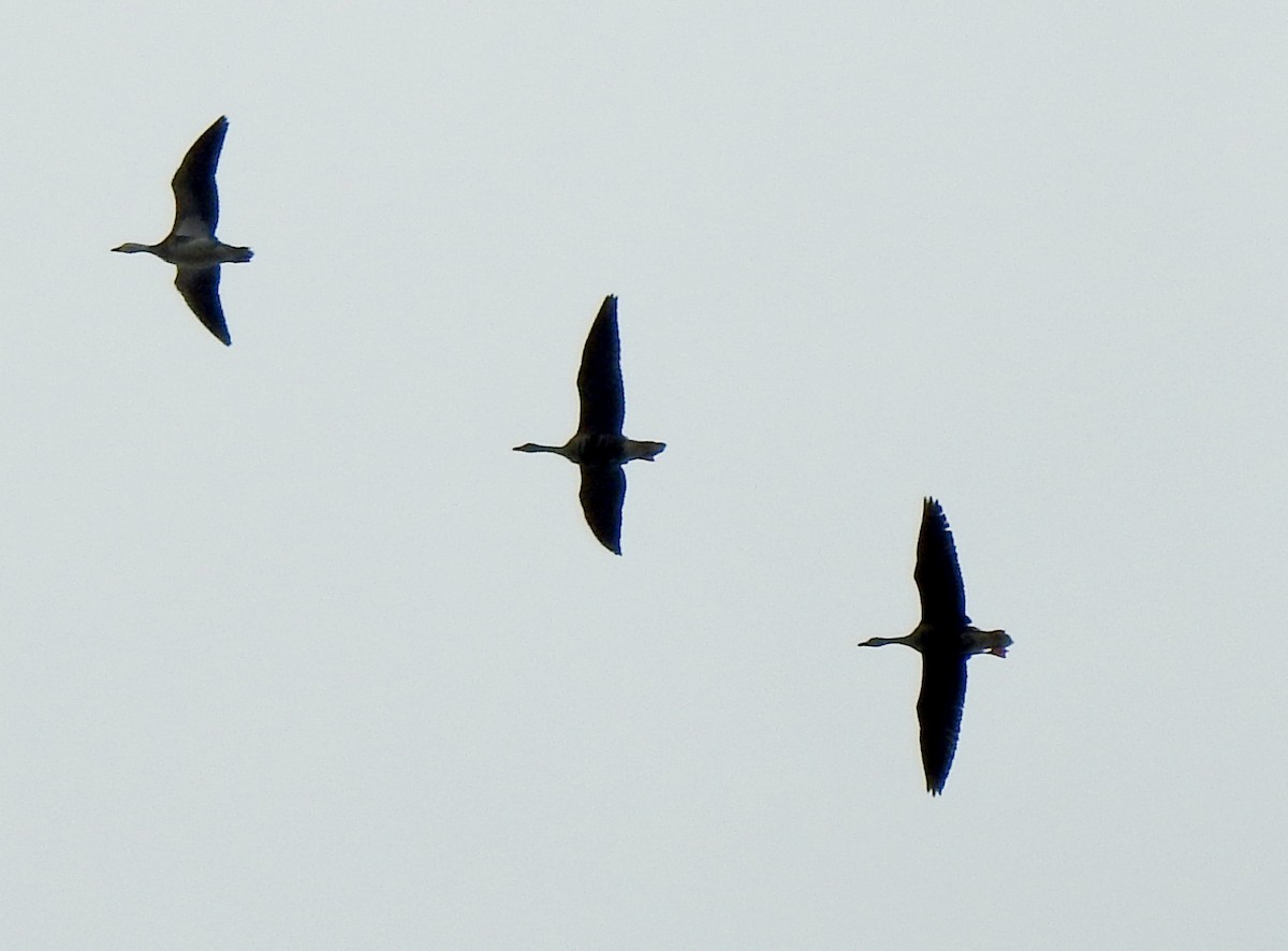 Greater White-fronted Goose - ML280391111