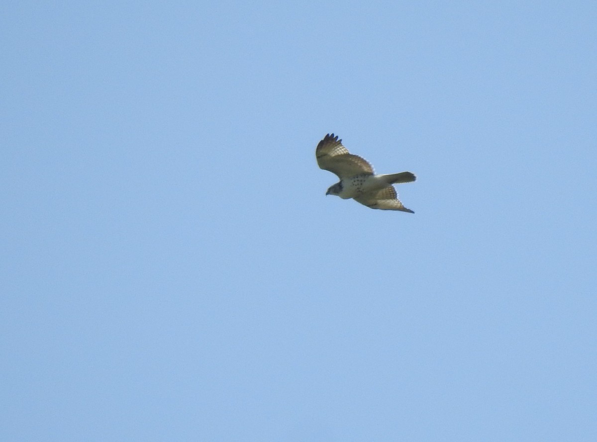 Red-tailed Hawk - ML280391161