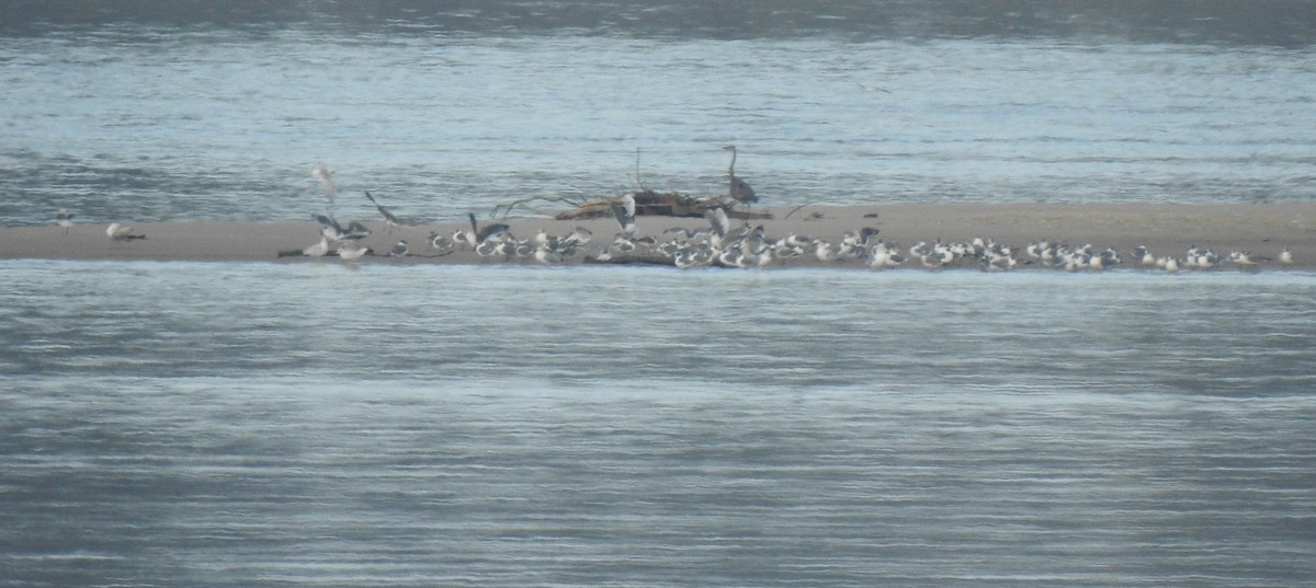 Franklin's Gull - ML280391341