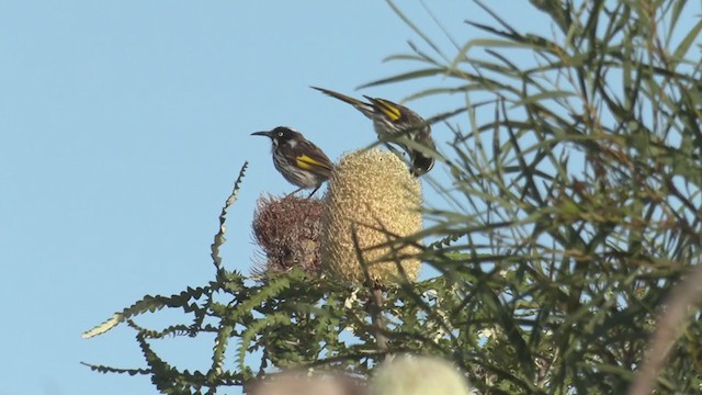 New Holland Honeyeater - ML280391351