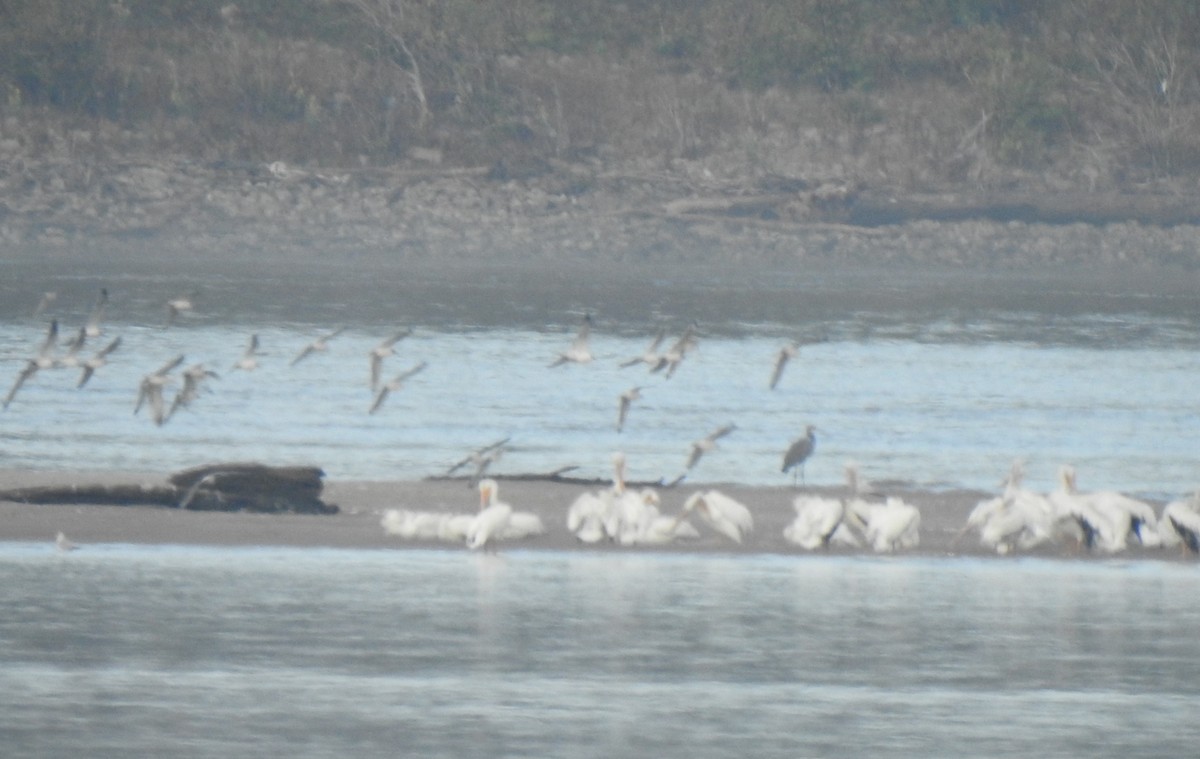 Franklin's Gull - ML280391401