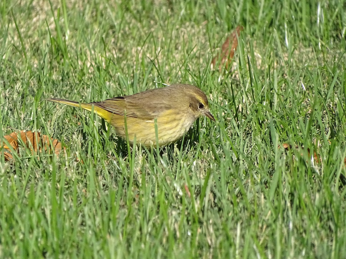 Palm Warbler - ML280391561