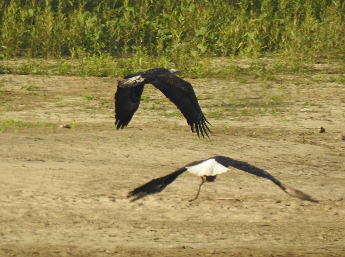 Bald Eagle - ML280391711