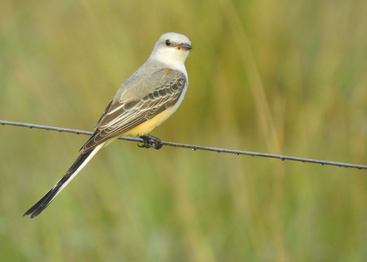 Scissor-tailed Flycatcher - ML280391761