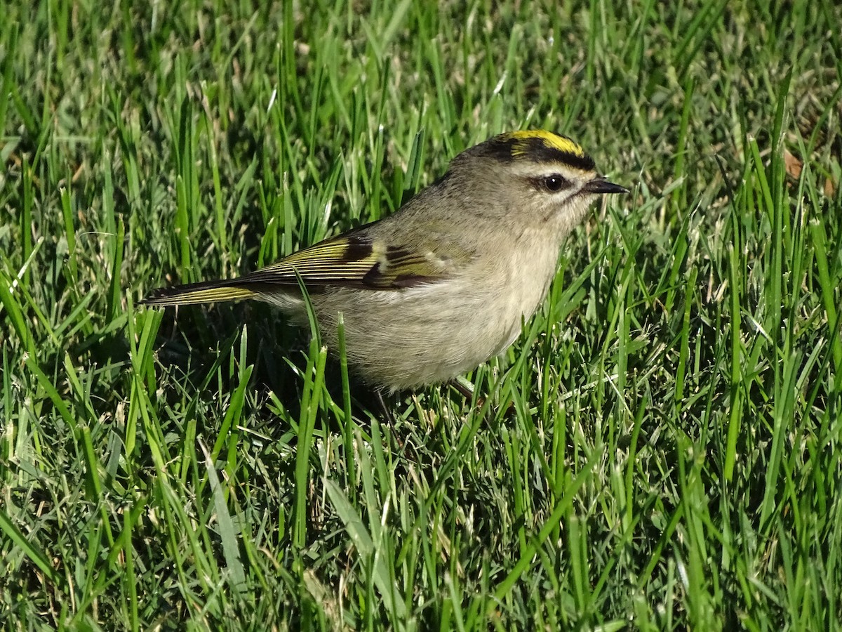 Roitelet à couronne dorée - ML280391791