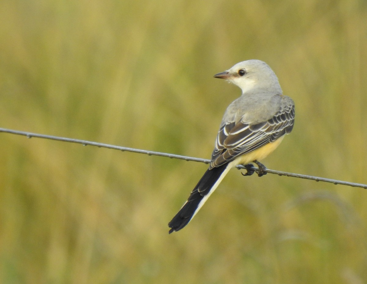 Scissor-tailed Flycatcher - ML280392021