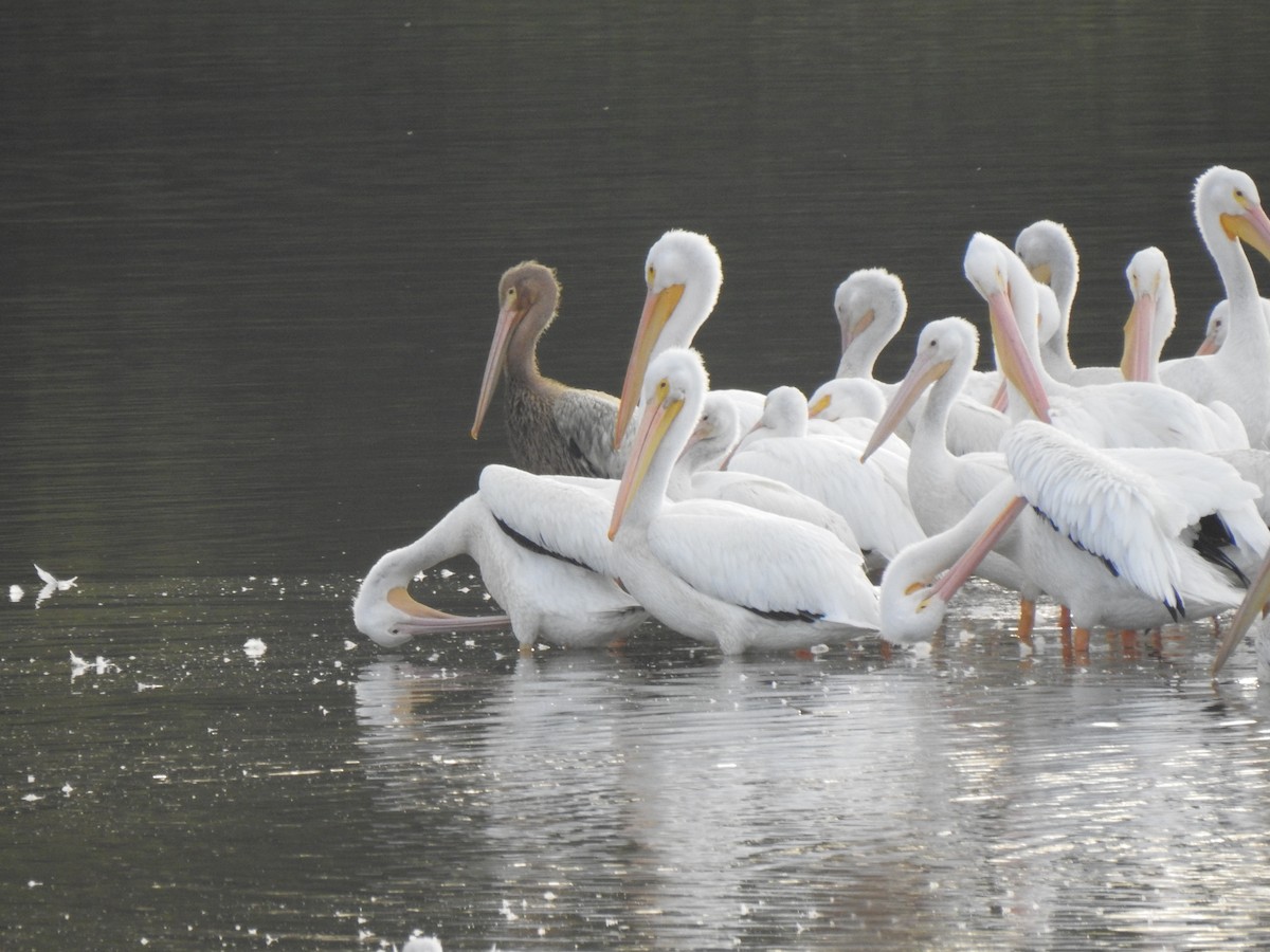 American White Pelican - ML280392151