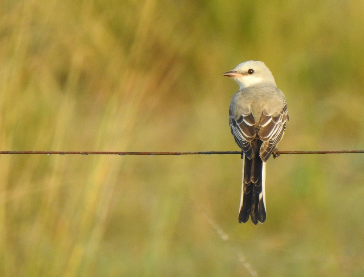 Scissor-tailed Flycatcher - ML280392281