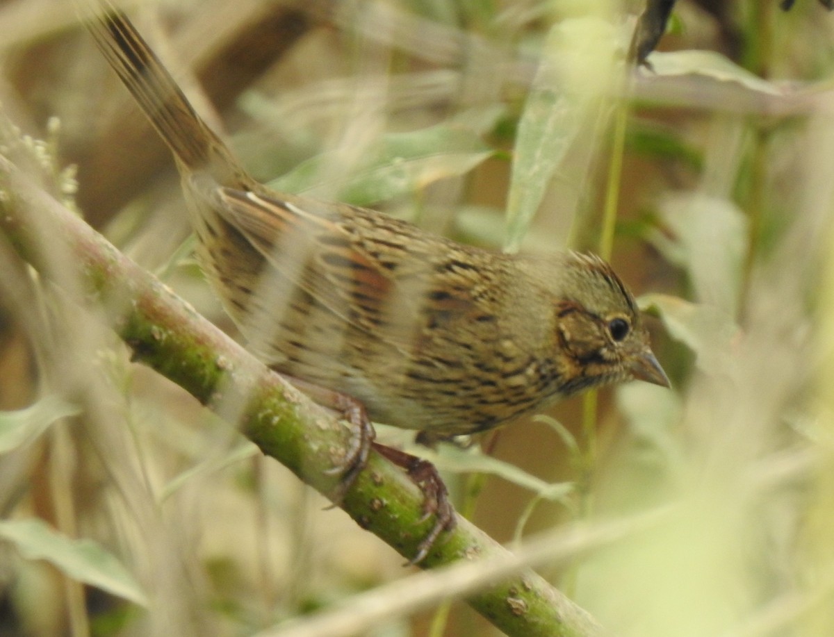 Lincoln's Sparrow - ML280392351