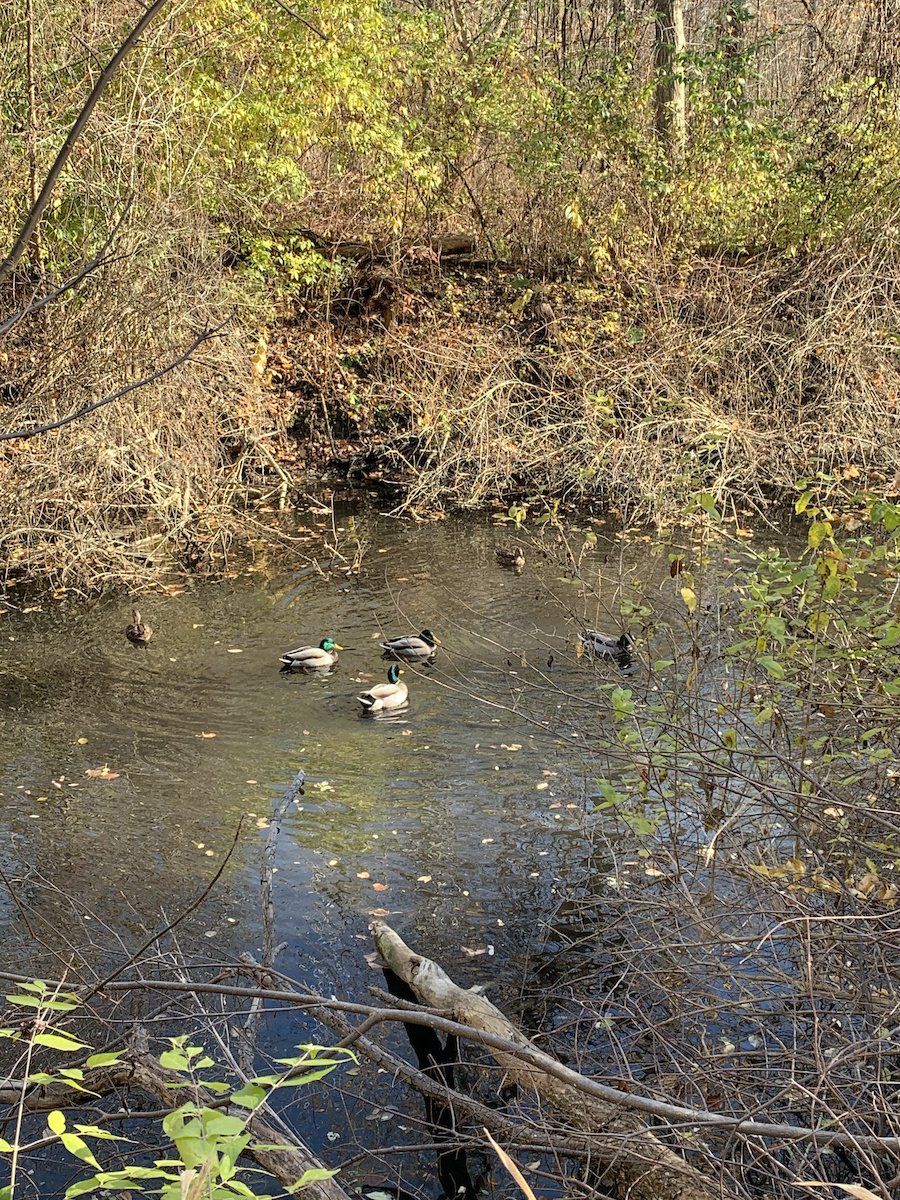 Mallard - Hunter Bolton