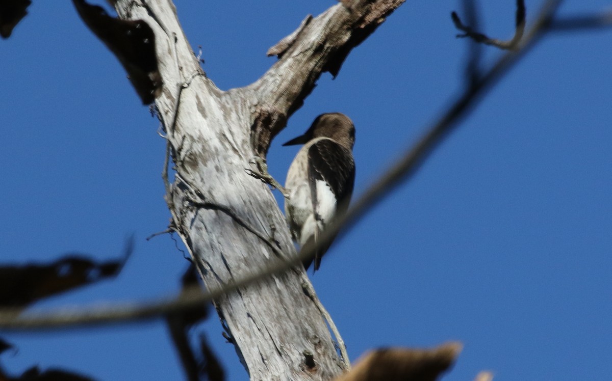 Red-headed Woodpecker - ML280394001