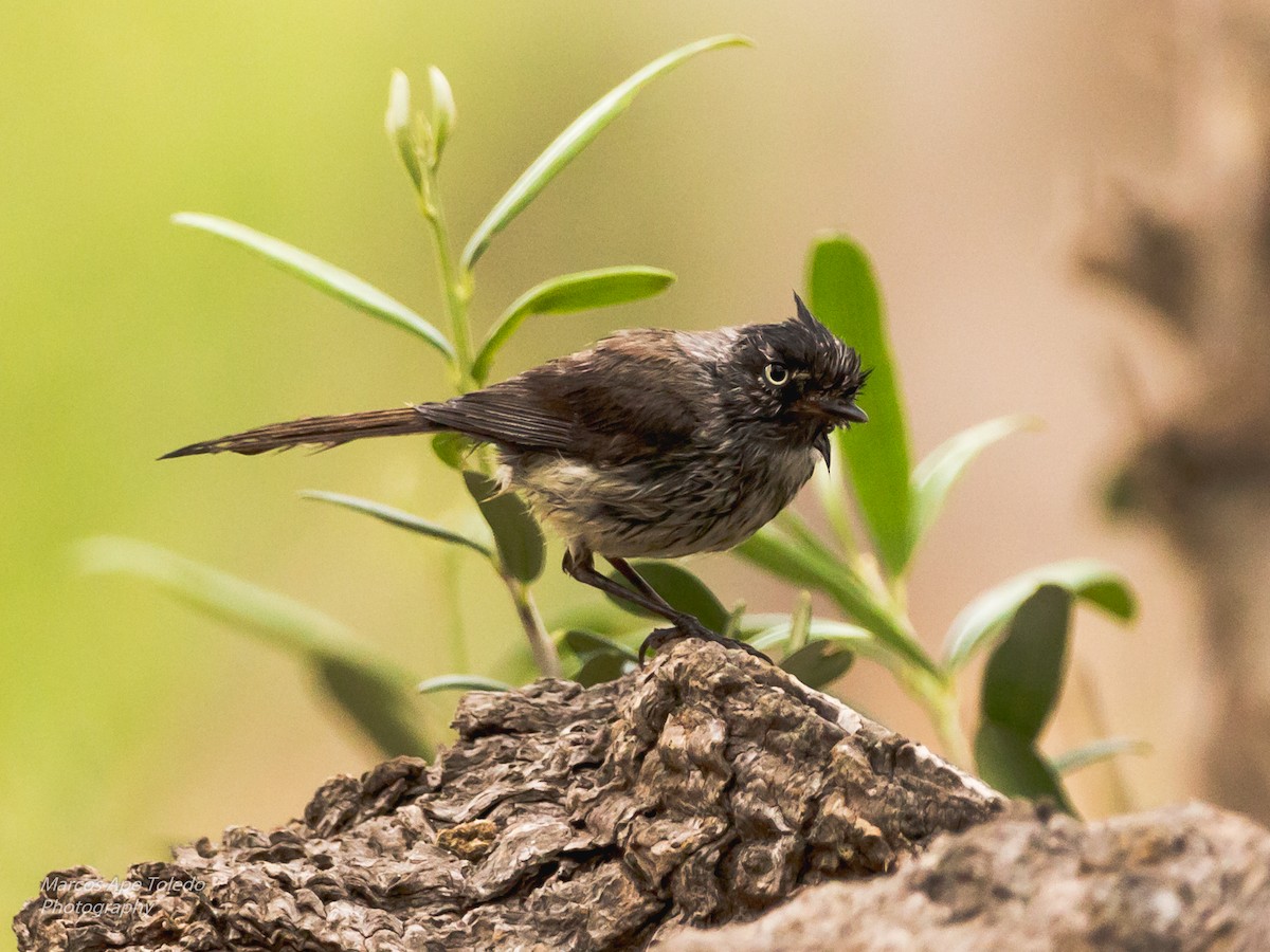 Tufted Tit-Tyrant - ML280394021