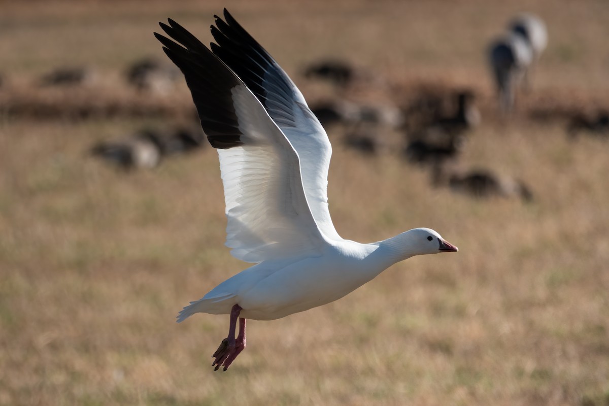 Ross's Goose - Phil Bartley