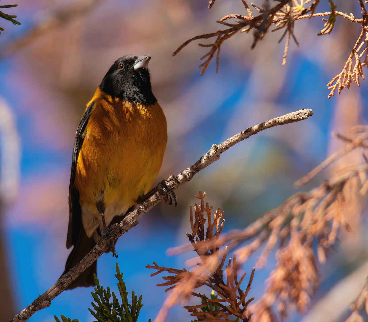 Black-hooded Sierra Finch - ML280395641