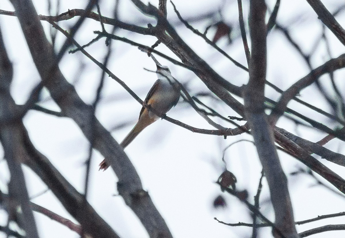 Scissor-tailed Flycatcher - Aves de la Laguna