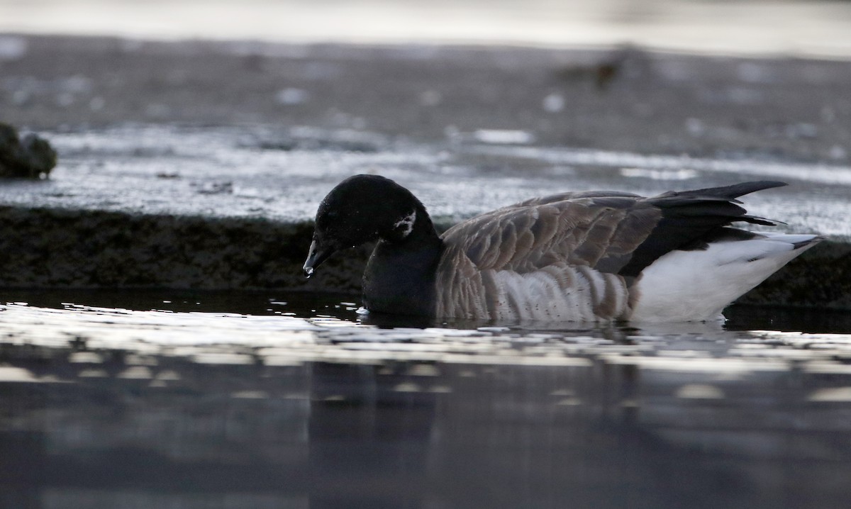 Brant (Atlantic) - ML280396961