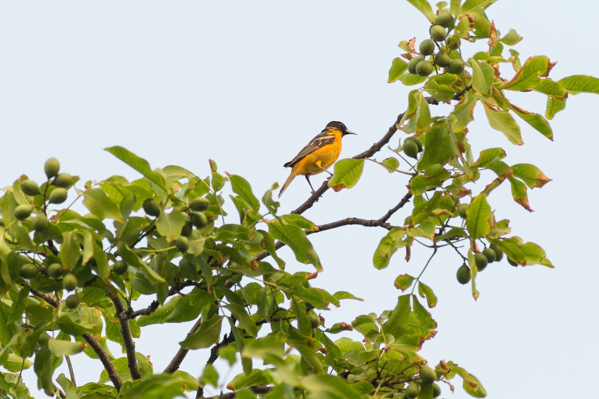 Baltimore Oriole - ML28039721