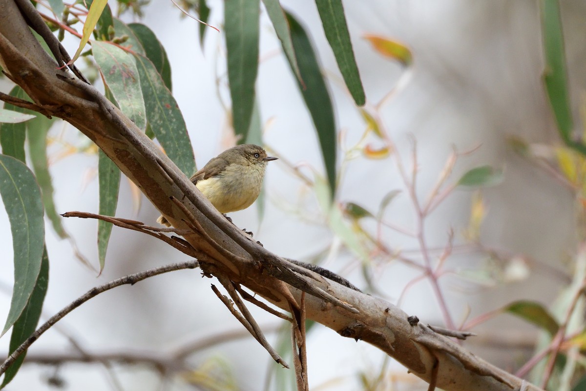 Buff-rumped Thornbill - ML280398311