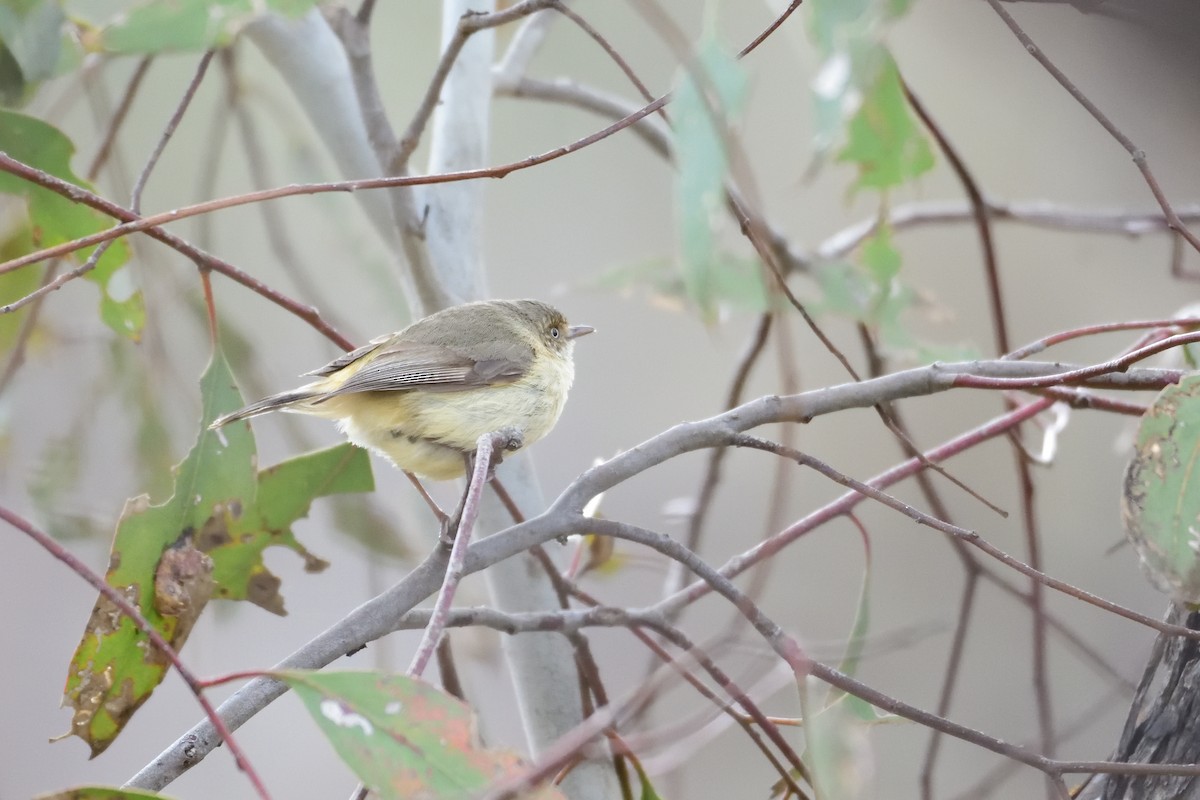 Buff-rumped Thornbill - ML280398381