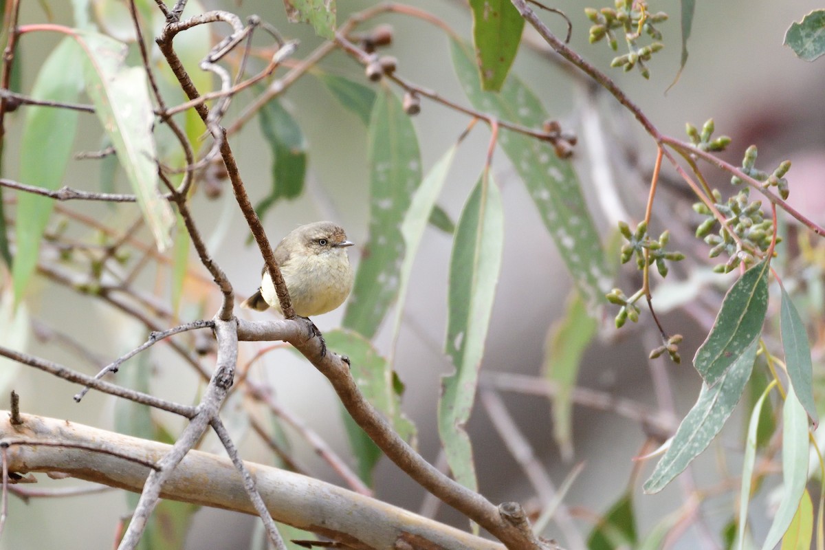 Buff-rumped Thornbill - ML280398421