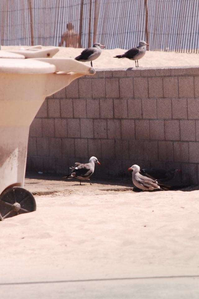 racek mexický - ML280399201