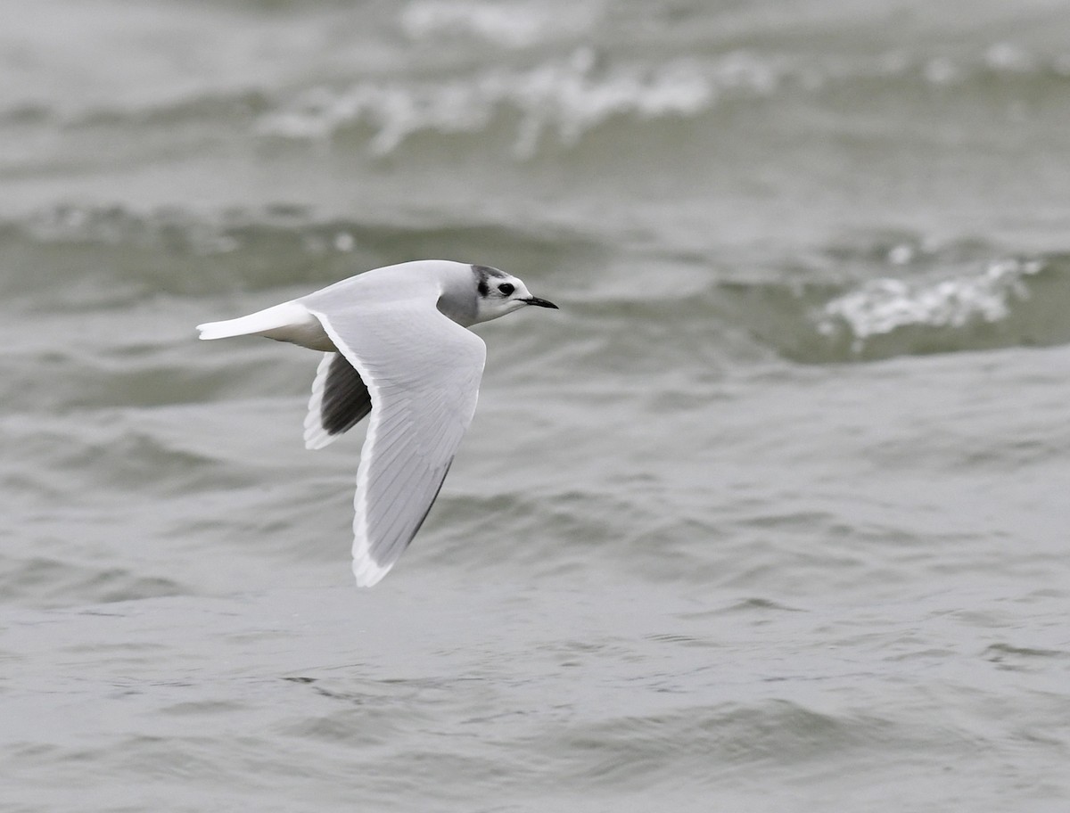 Little Gull - Joshua van der Meulen