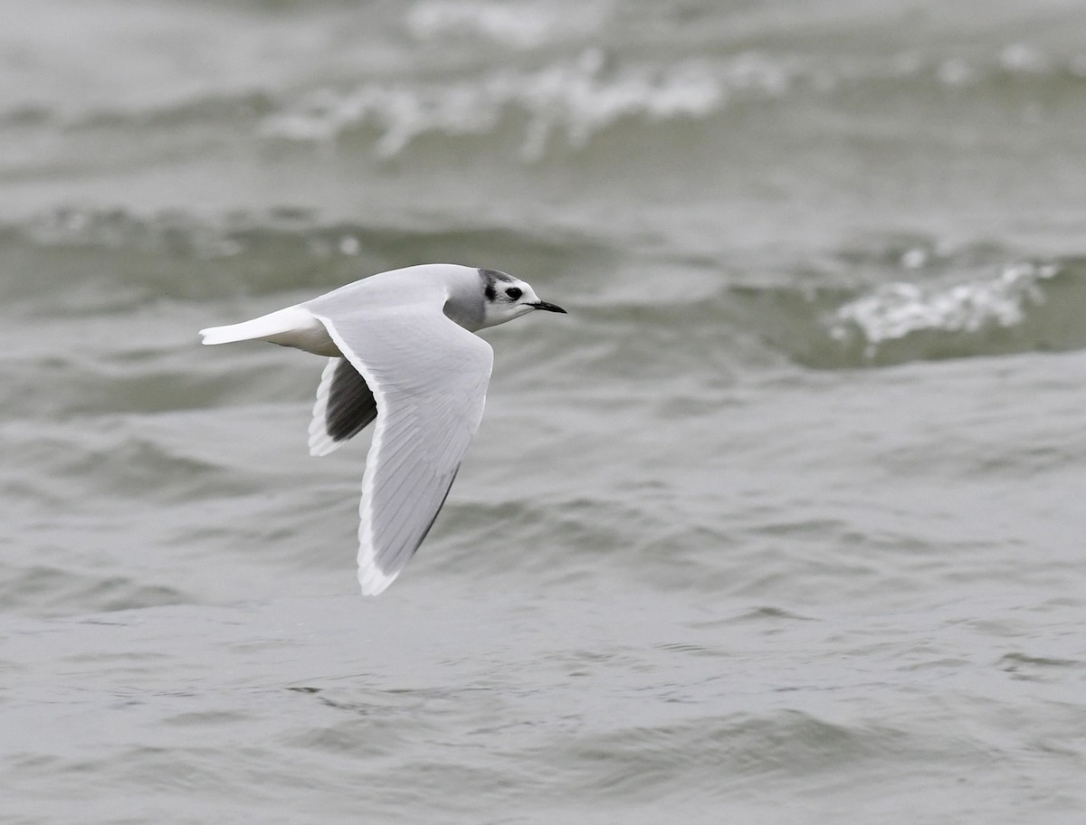 Little Gull - Joshua Vandermeulen