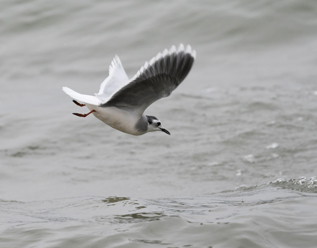 Little Gull - Joshua van der Meulen