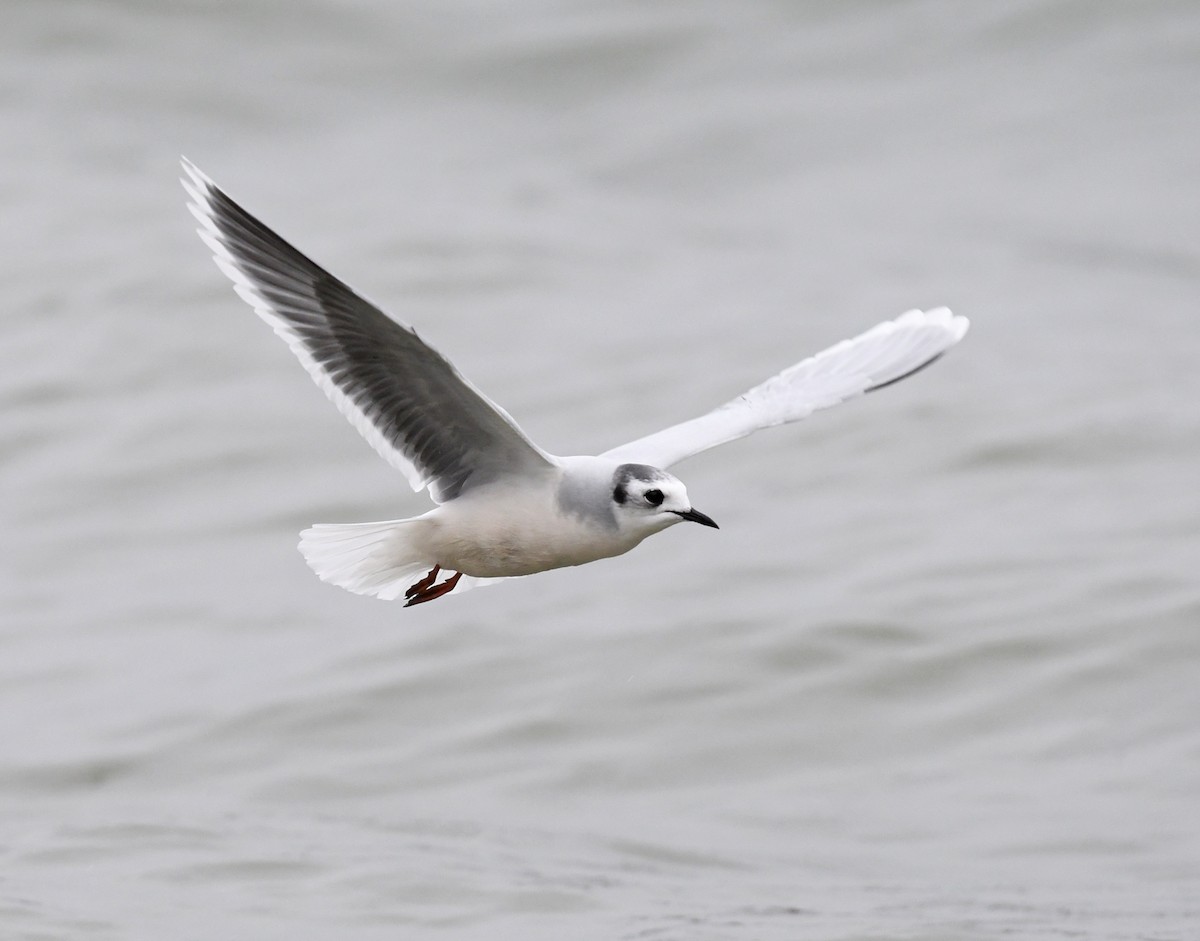 Little Gull - Joshua van der Meulen