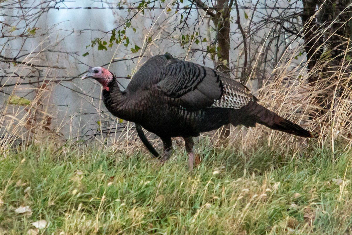 Wild Turkey - Chris George