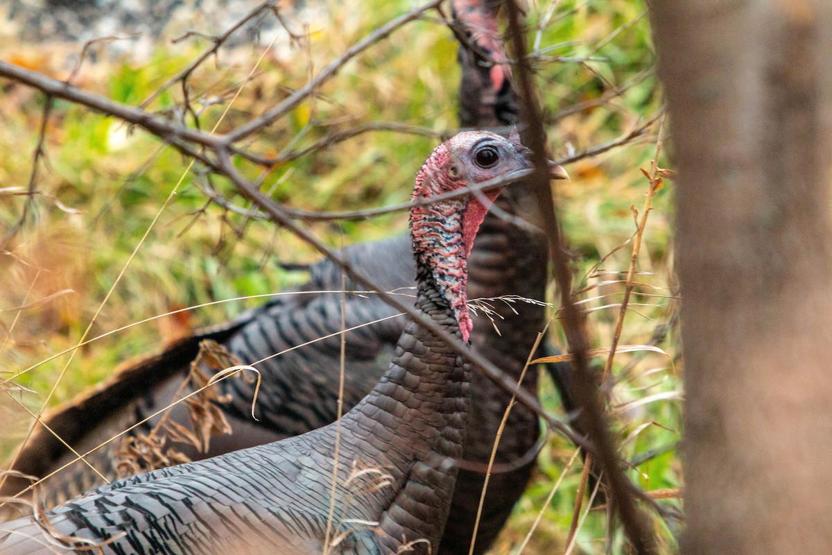 Wild Turkey - Chris George