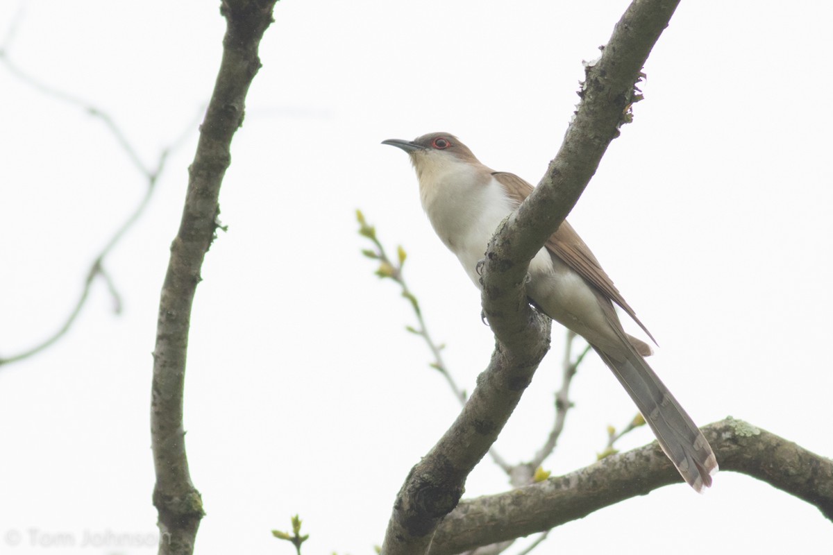 Black-billed Cuckoo - ML28040131