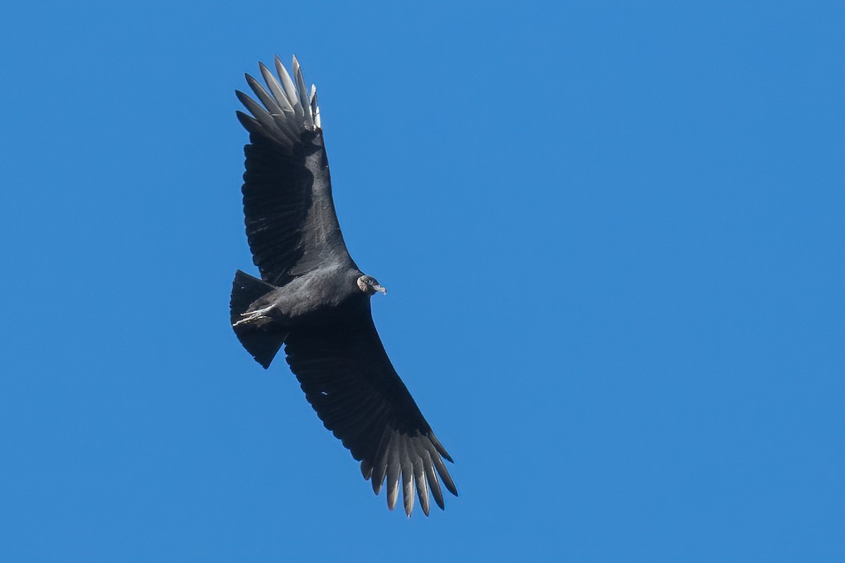 Black Vulture - ML280401321