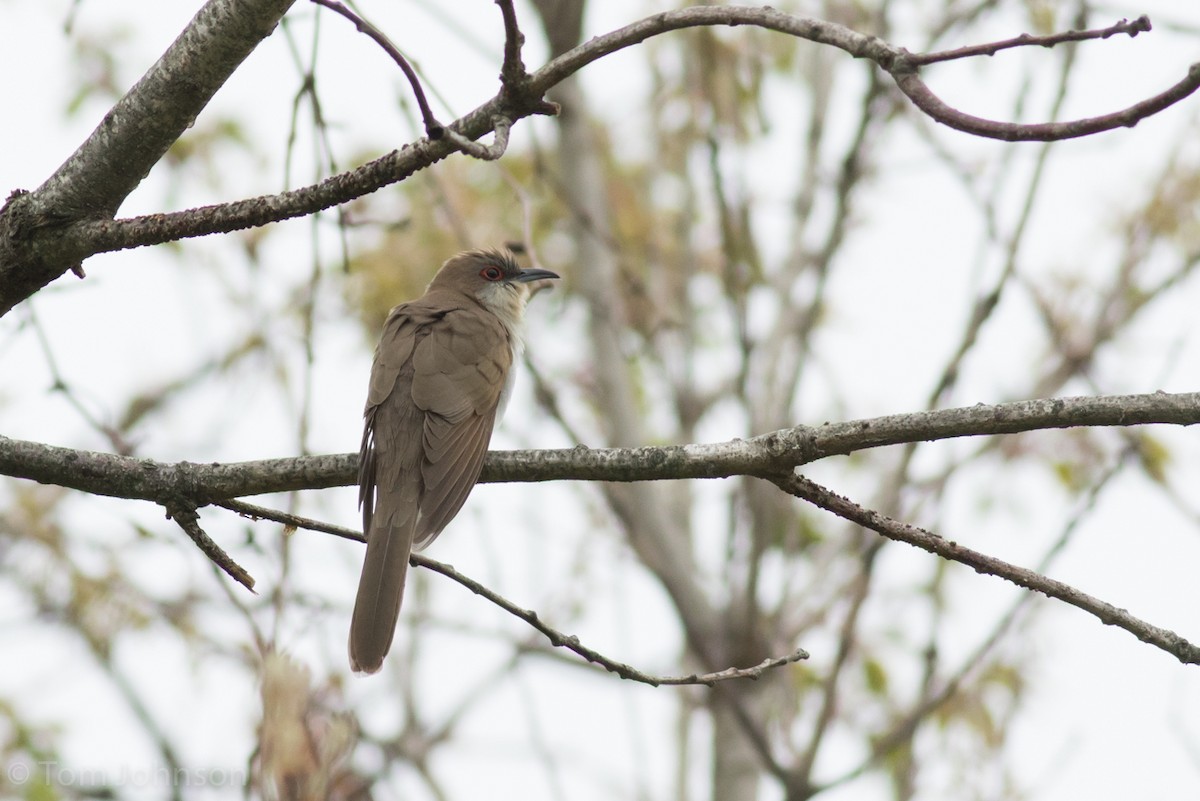 Black-billed Cuckoo - ML28040151