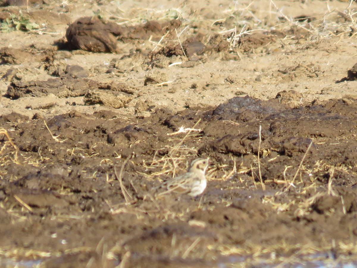 Lapland Longspur - ML280404191