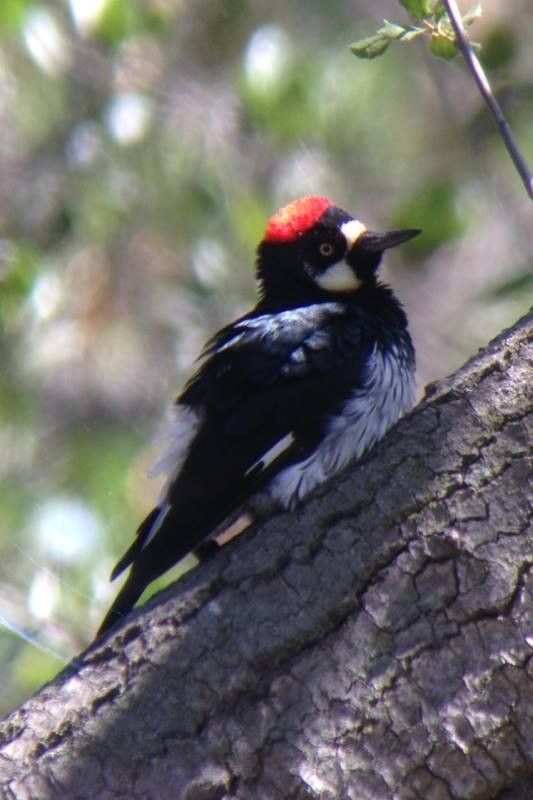 datel sběrač - ML280405451