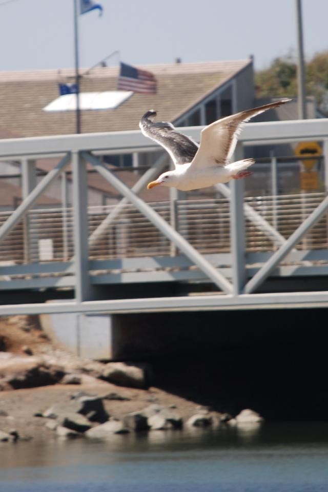 racek západní - ML280406401