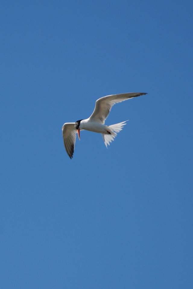 rybák západní - ML280406471