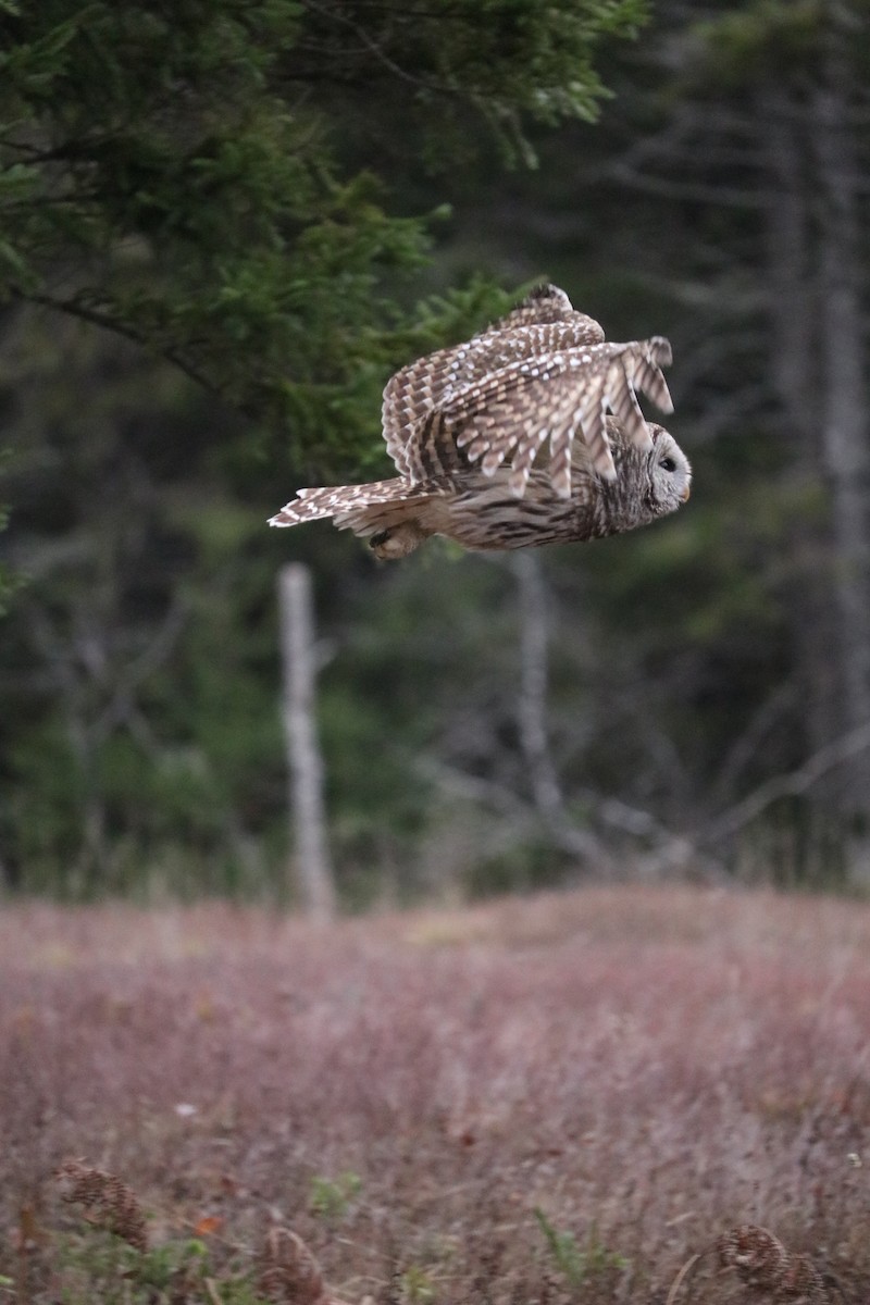 Barred Owl - ML280406701