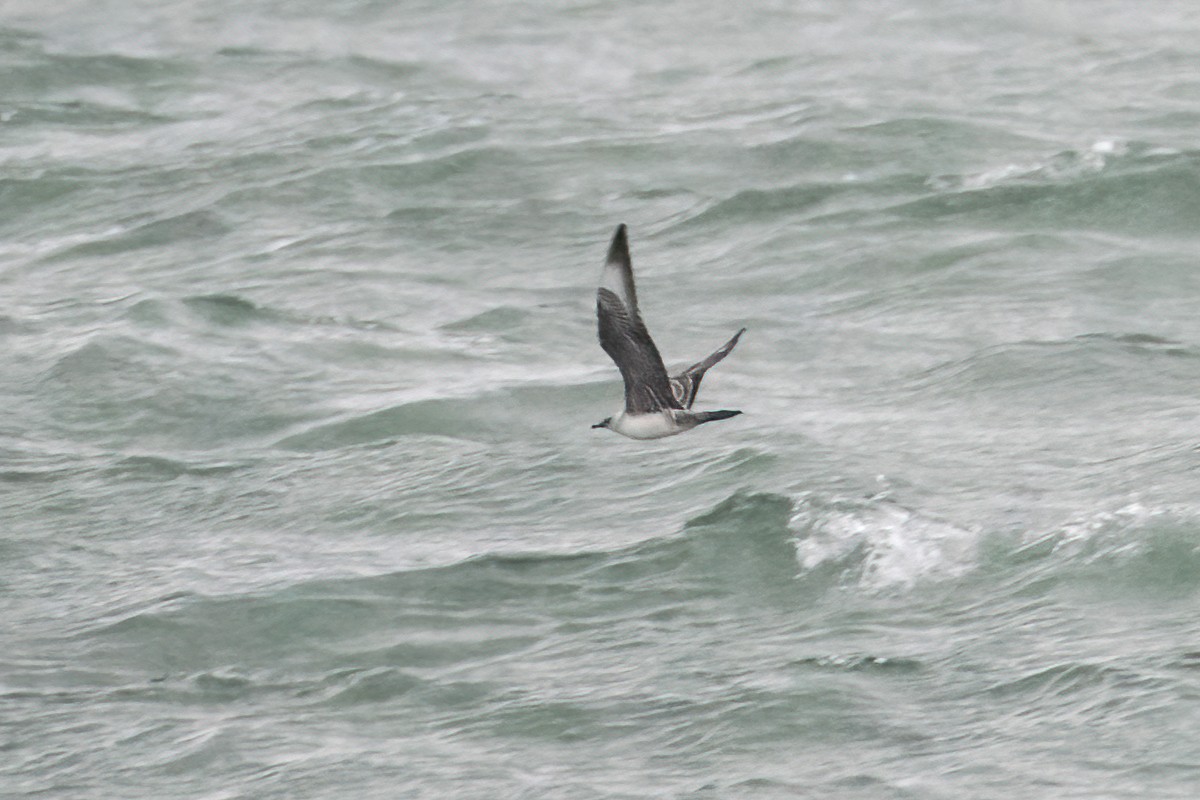 Long-tailed Jaeger - Sue Barth