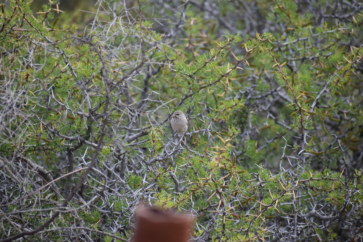 Plain-mantled Tit-Spinetail - ML280407021