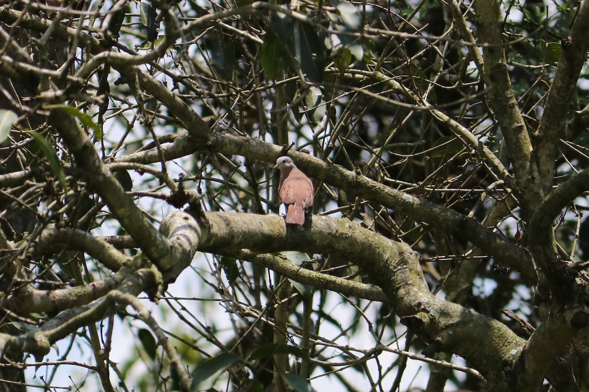 Ruddy Ground Dove - ML280407661