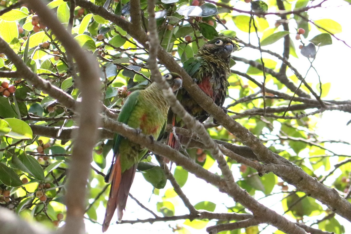 Maroon-bellied Parakeet - Jose Valerio Gentil Escrig