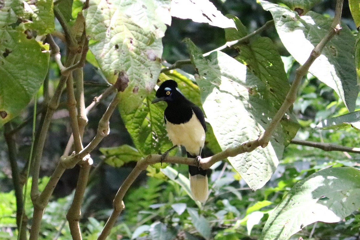 Plush-crested Jay - Jose Valerio Gentil Escrig