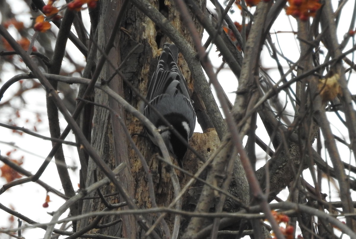 White-breasted Nuthatch - ML280408571