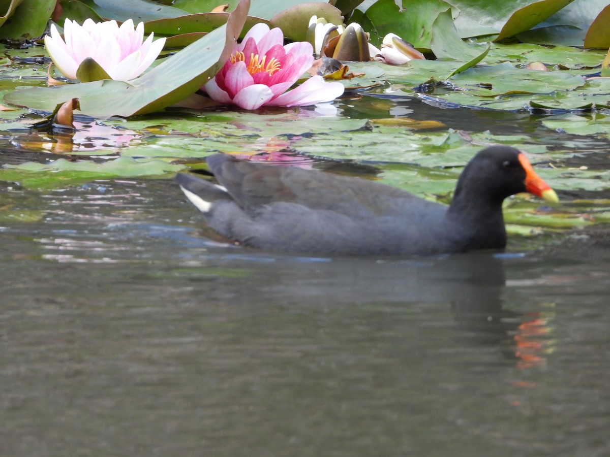 Dusky Moorhen - ML280408841