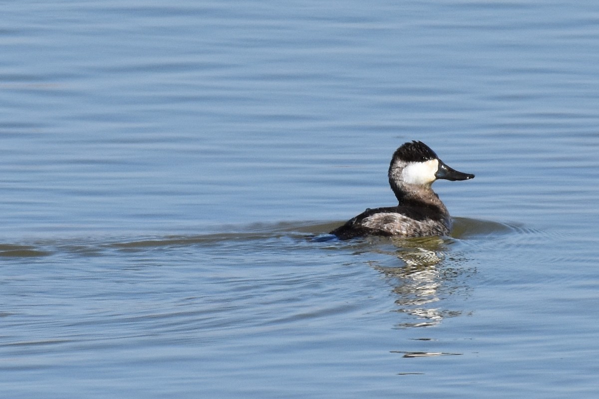 Ruddy Duck - ML280409931